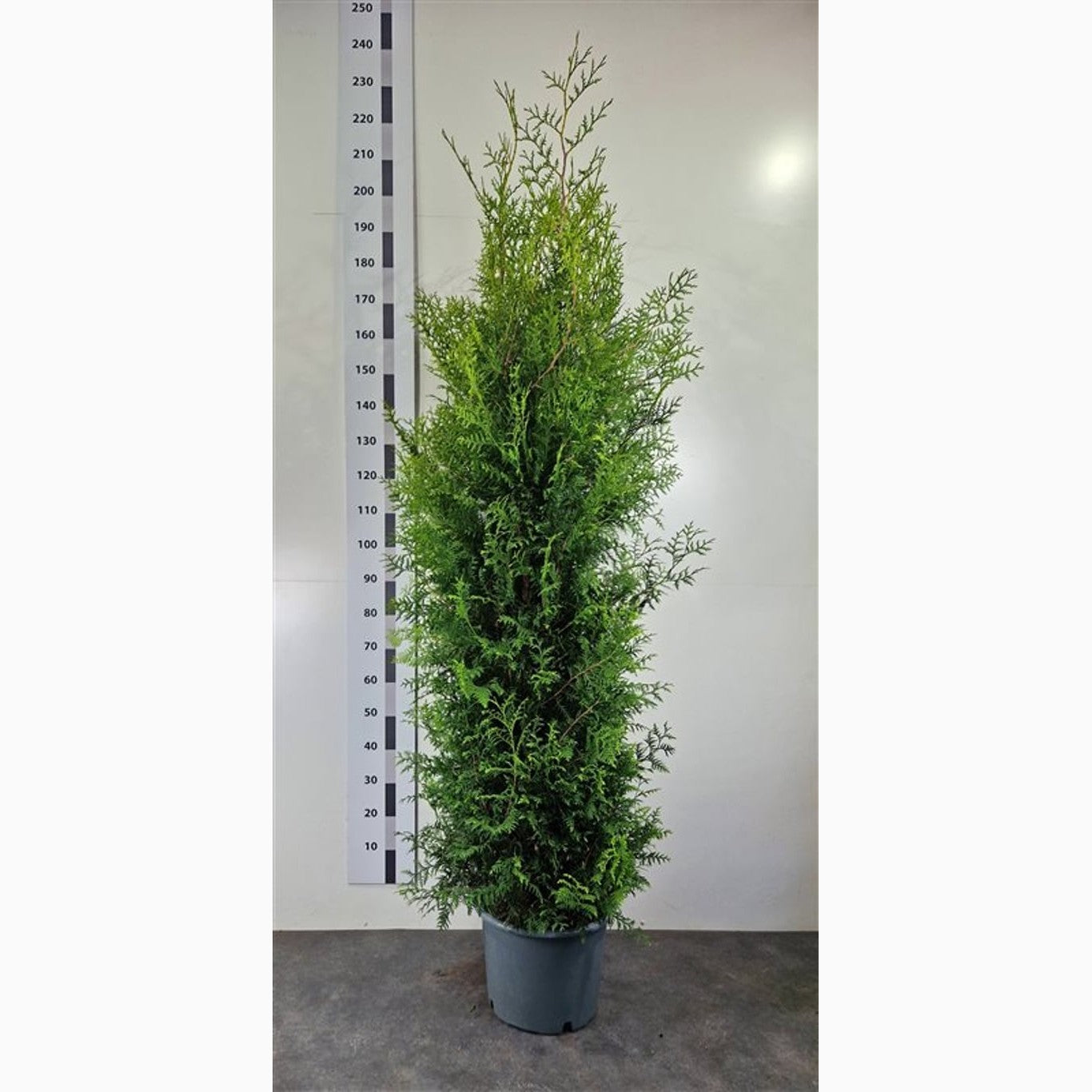 Thuja – Thuja occidentalis 'Brabant' - C20 175-200 CM